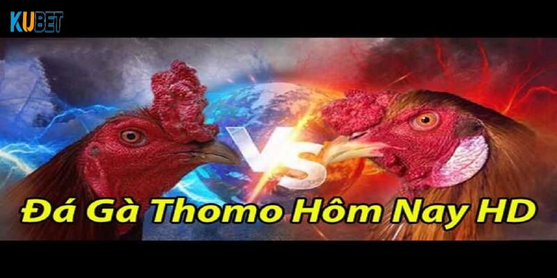 Các hình thức đá gà phổ biến tại đấu trường Thomo